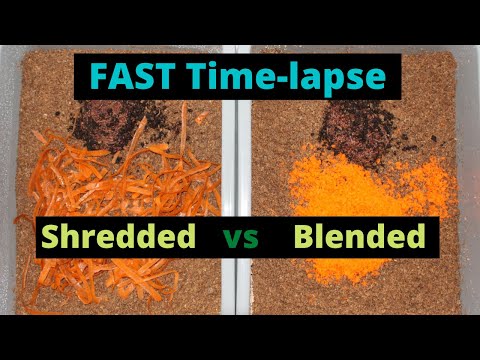 🔪 Worms vs. Carrots: 19‑Day Time‑Lapse Battle – Blend vs. Shred