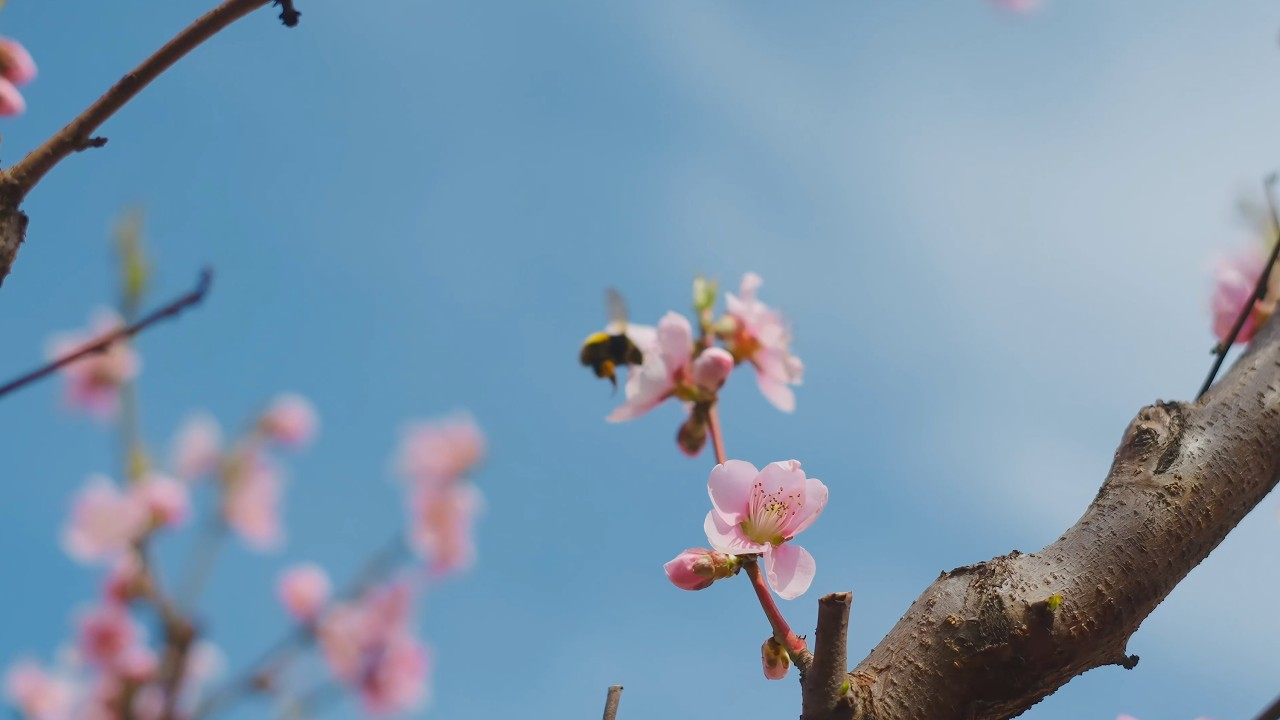 Harrow International School Appi Japan — video