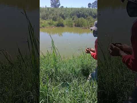 JACARÉS em Jacarezinho-PR #vidasimples #natureza #animaisselvagens #paranazãoraiz