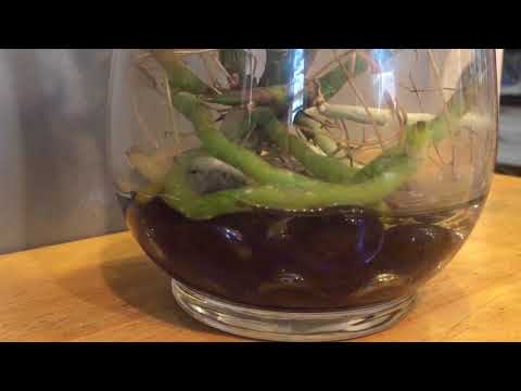 How I grow my Cattleya orchids in water