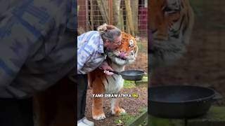 Download lagu When this woman took care of a tiger with love until it grew very big🥺❤️ mp3