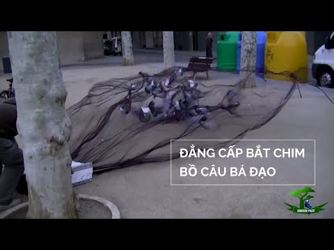 , title : '🕊 Đẳng cấp bắt chim bồ câu bá đạo nhất thế giới | How to trap Pigoen easily'