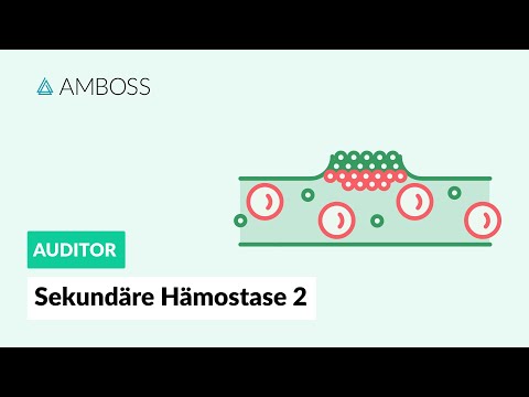 Secondary Hemostasis - Part 2 - Cell-based Coagulation - AMBOSS Auditor