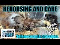 Selenocosmia Crassipes Eunice Barking Spider Rehouse And Care