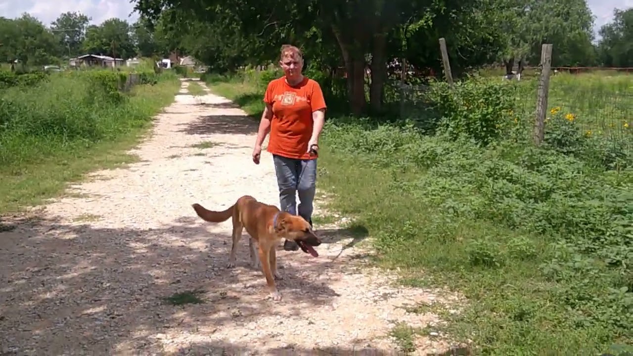 Enlarge VALERIE, a Adoptable mixed breed in Olympia, WA video 6/6