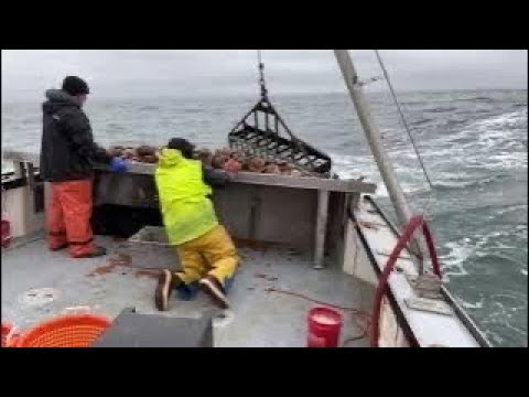 Scallop Dragging Off Rocky Maine Coast