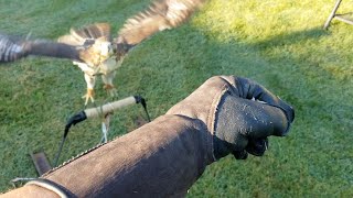 The Falconer's Journey Ep2