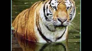 Syd Barrett - Effervescing Elephant