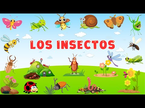 LOS INSECTOS Y BICHOS PARA NIÑOS |