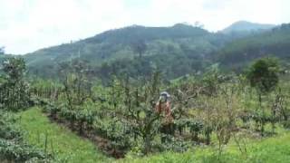 preview picture of video 'Krisna Agrotourism, Apple Plantation - Pasuruan'