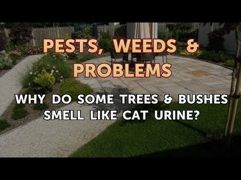 Why Do Some Trees & Bushes Smell Like Cat Urine?