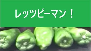 [実写] ピーマンを積んでみた
