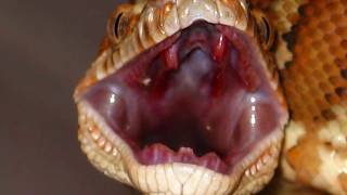 Titanoboa Still Alive?  Worlds Largest Snake 🐍
