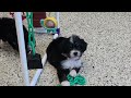 Mini Bernedoodle dogs for sale: Kyra - Video 1