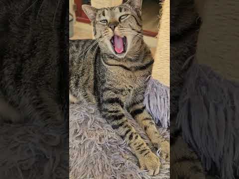 Conversations with Theodora  #cat