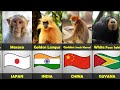 Monkey Breeds In Different Countries Types Of Monkeys By Country