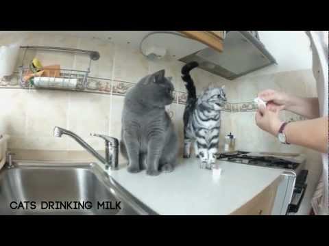 British cats drinking milk