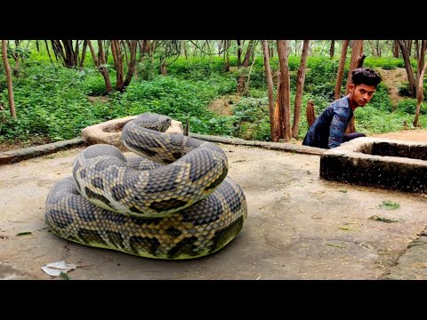 Anaconda Snake 3 in Real Life