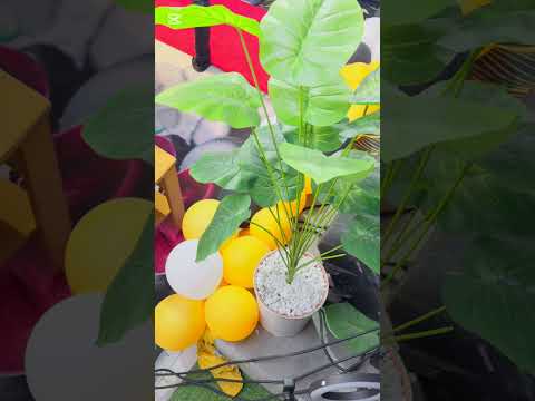 Nangu Umthokozisi Full Song (Nqobile Ogle)