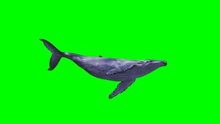 Download lagu Ikan Paus Greenscreen - Whale Greenscreen | Animal Greenscreen mp3 Download lagu Ikan Paus Greenscreen - Whale Greenscreen | Animal Greenscreen mp3
