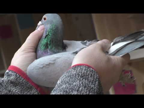 film golebie 2017 012