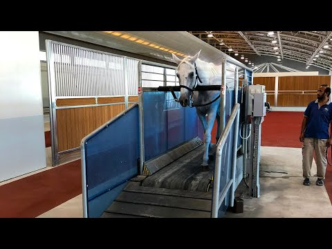 Meet Award-Winning Arabians in Qatar