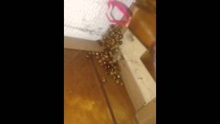 How to get rid of lady bugs fast!!!