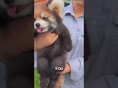 Red Pandas Have a Secret Superpower! #likeandsubscribe #cuteanimals #cute
