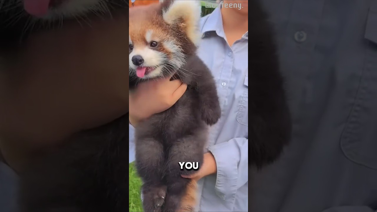 Red Pandas Have a Secret Superpower! #likeandsubscribe #cuteanimals #cute