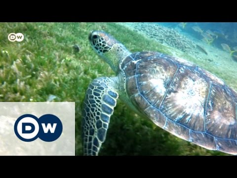 Ships and turtles battle for the Caribbean dream | Environment