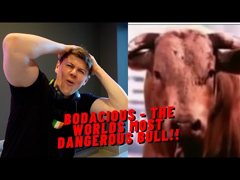 IRISH GUY REACTS TO BODACIOUS - THE WORLDS MOST DANGEROUS BULL!!