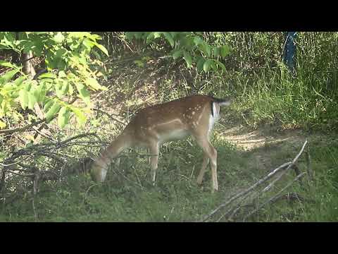 Ciută de lopătar la parcul zoologic Green Codru-partea 2