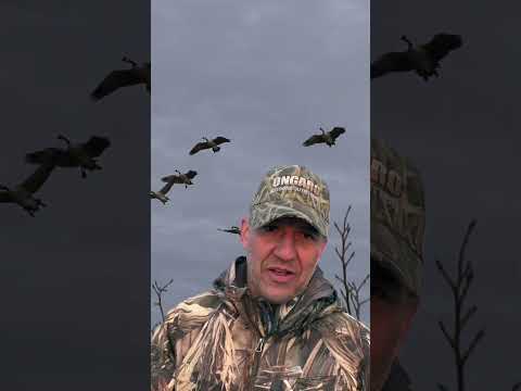 Hevi-Hammer Crushes | Duck and Goose Hunt #hevishot #cabelas #benelli  @Cabela-s #huntongaro