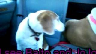 Muffin and Belle go to the Vet&#39;s