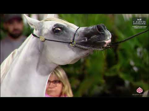 N 244 ASAYEL MADARAH    10th Kuwait International Championship 2023   Mares 4 6 Years Old Class 7B