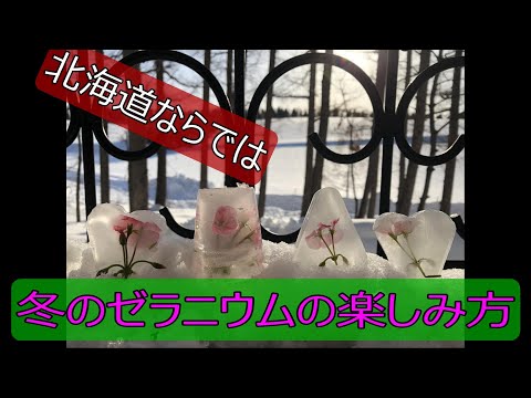 1年から次の2022年までにゼラニウムを剪定する方法