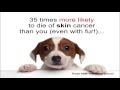 Three FDA Loopholes That You Need To Know About Pet Food Secrets