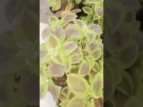 Home decoration ideas | Indoor plant arrangement ideas | @sangeetarainlily6620