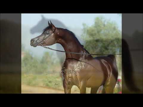 2016 Sweepstakes Tall Domestic Filly - "Trixxy"