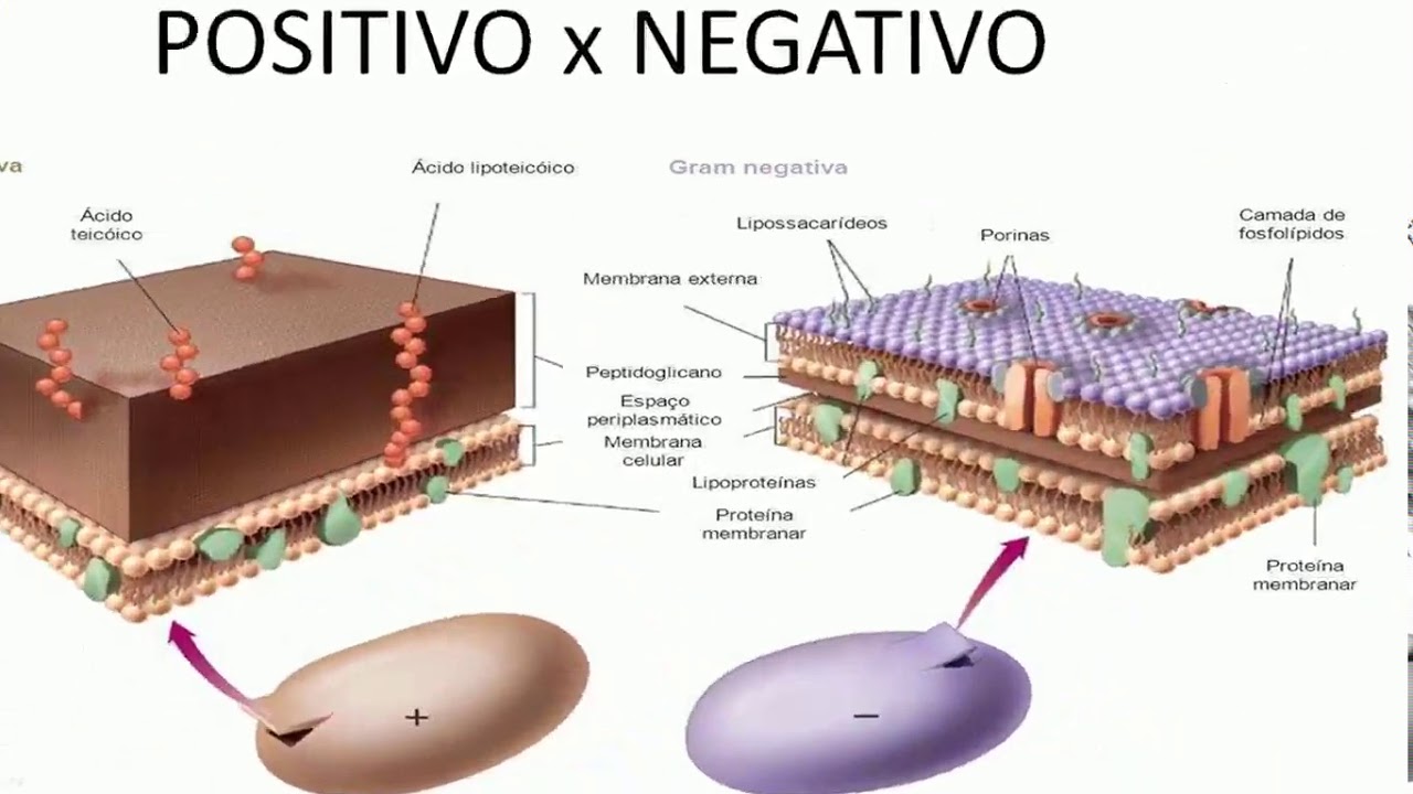 Aula 03 Microbiologia - Bactérias 2