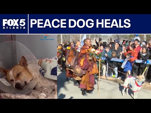 Aloka the Peace Dog recovers from surgery | FOX 5 News