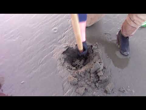 How to Dig Razor Clams with A Shovel