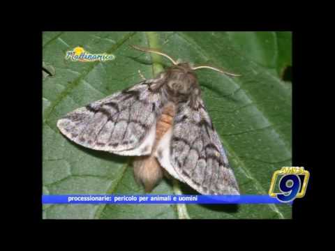 Processionarie: un vero pericolo per i nostri animali e non solo...
