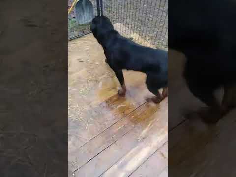 Kano Ibn Kane 15 months at Von Haus Mizan