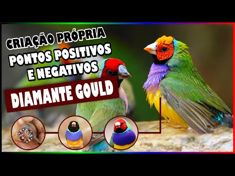 GOULD'S DIAMOND - POSITIVE AND NEGATIVE POINTS OF OWN RAISING IN PARENTS!