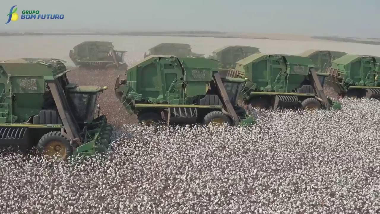 Colheita de Algodão -   Região de Campo Verde -MT