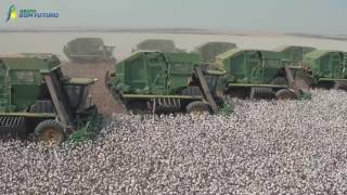 Colheita de Algodão -   Região de Campo Verde -MT