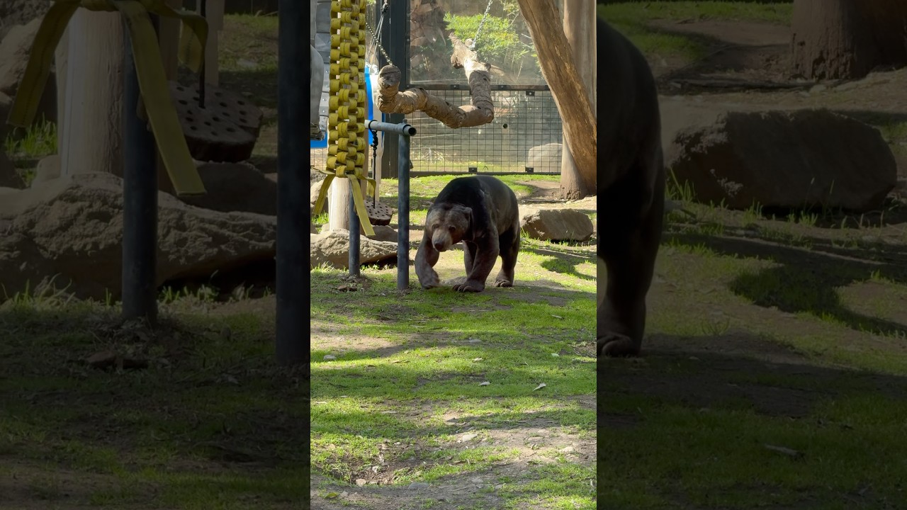 YouTube Short thumbnail