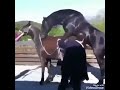 How did horse make love?