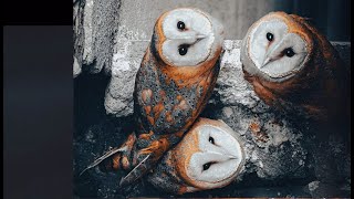 مخرج أفلام وثائقية يكشف أسرار ومخاطر تصوير الحياة البرية وألغاز الطبيعة